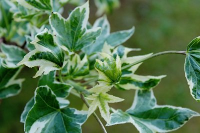 Liquidambar stiracifula 'Silver King' - ambroň západní - jarní listy